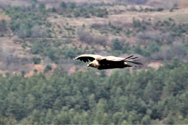 "Tragovima sova i drugih divljih vrsta" (2. dio)