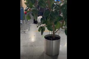 VIDEO Aerodrom Podgorica opet prokišnjava: cvijeće skuplja kišu