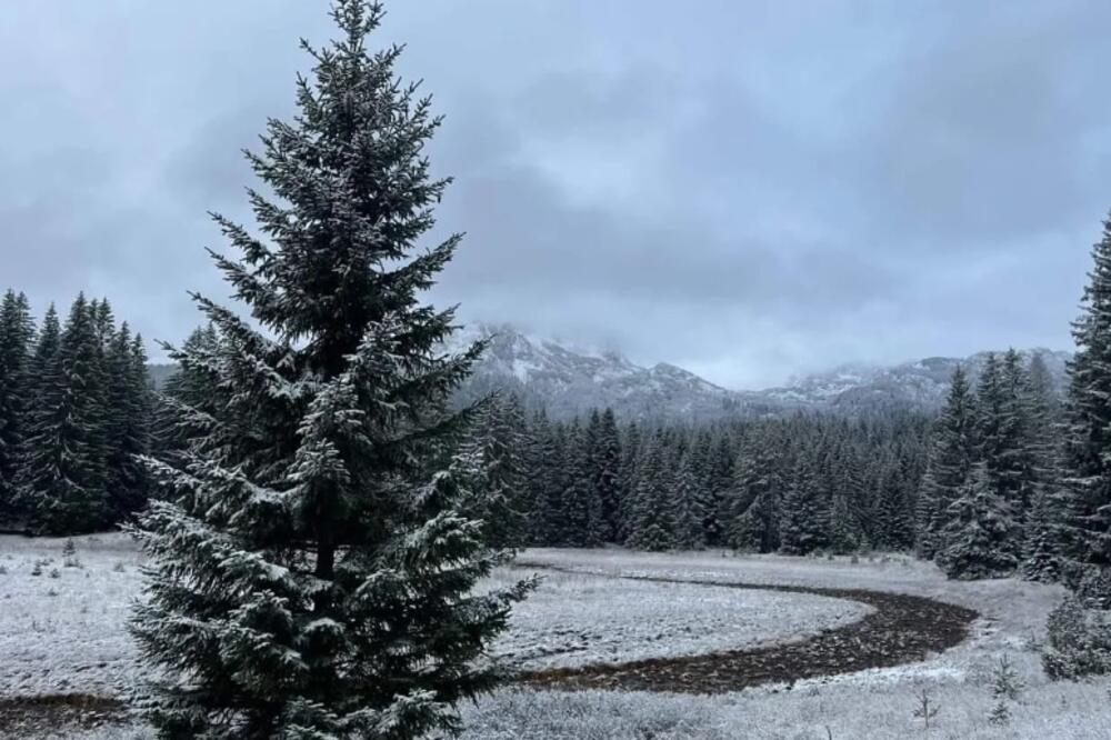 Detalj sa Durmitora, Foto: Nacionalni parkovi Crne Gore/Jovana Pavlović