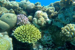 Super korali otporni na klimatske promjene, ali ne i na otrovne...