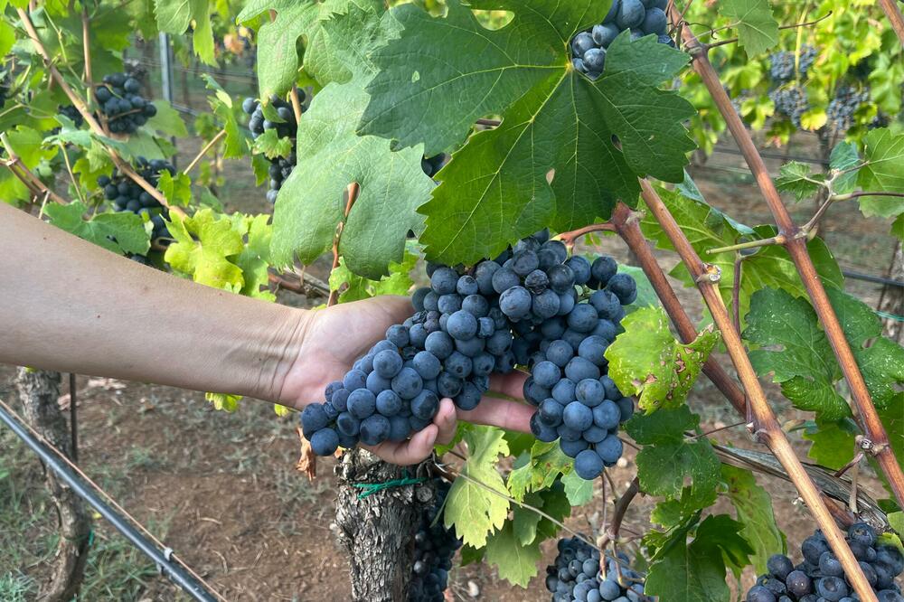 Foto: Jelena Bujišić