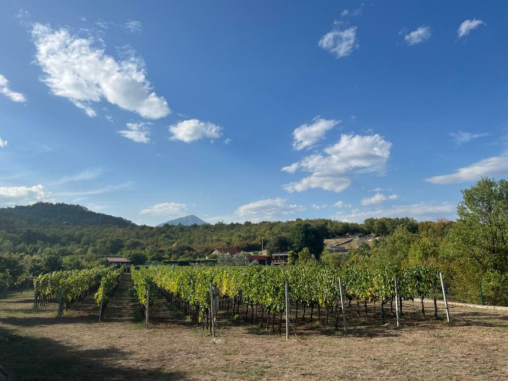 <p>Reporterke “Magazina” u obilasku crnogorskih vinarija centralne regije</p>