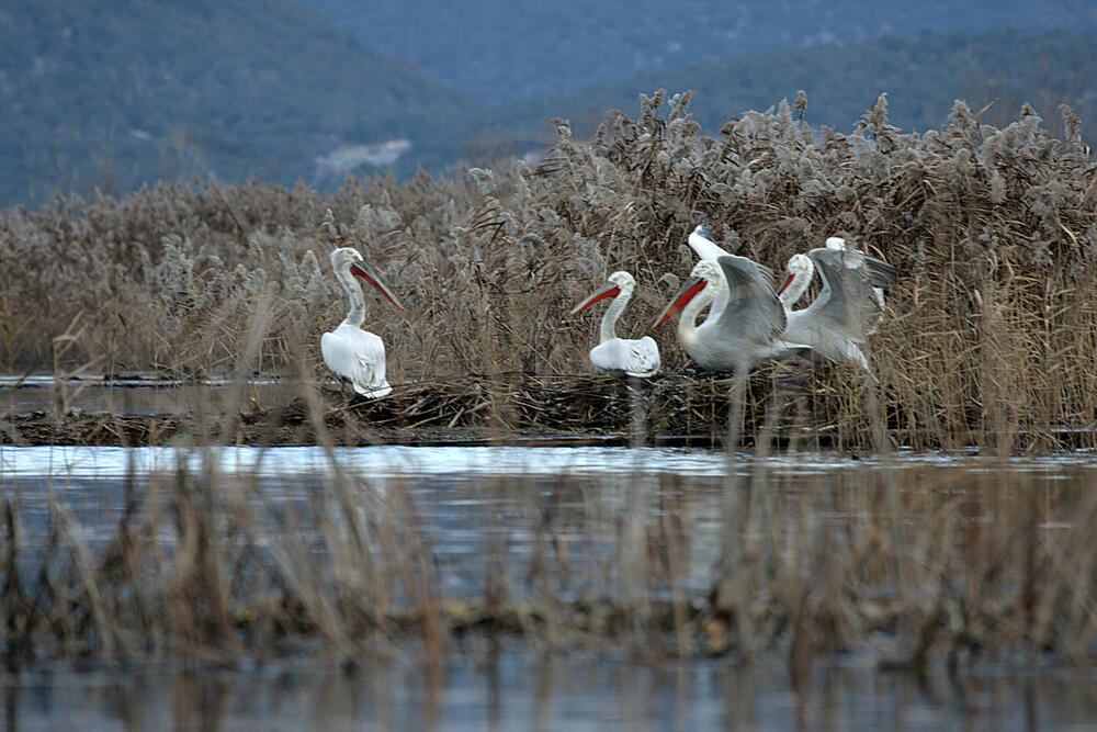 platforma za gniježđenje pelikana