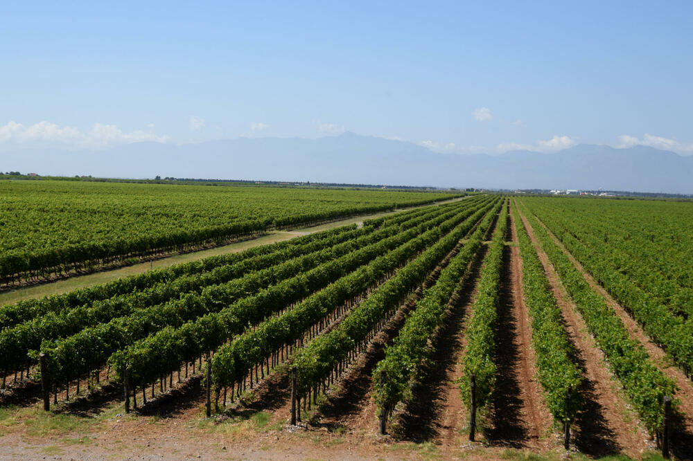 Vještak Opštine Tuzi pobio procjenu “Ernst & Young”: Vinograd “Plantaža, Foto: Boris Pejović