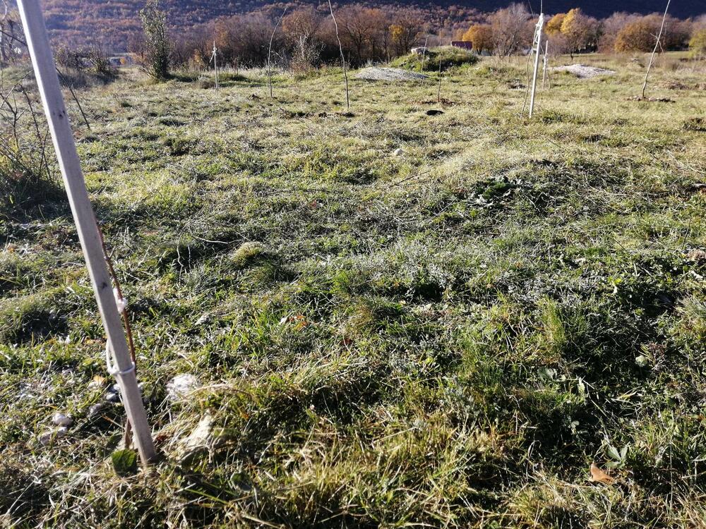 <p>„Svrha pošumljavanja je bila da se kod mladih sa ovog područja podigne svijest o značaju zaštite životne sredine i očuvanja biodiverziteta. Učesnici su bili zadovoljni učešćem u akciji i izrazili su želju da se nastavi sa sličnim aktivnostima“, kazala je koordinatorka projekta Snežana Danilović</p>