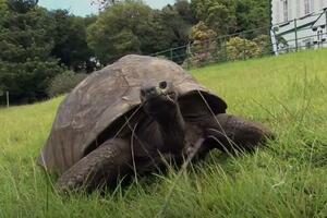 Najstarija kornjača na svijetu puni 190 godina