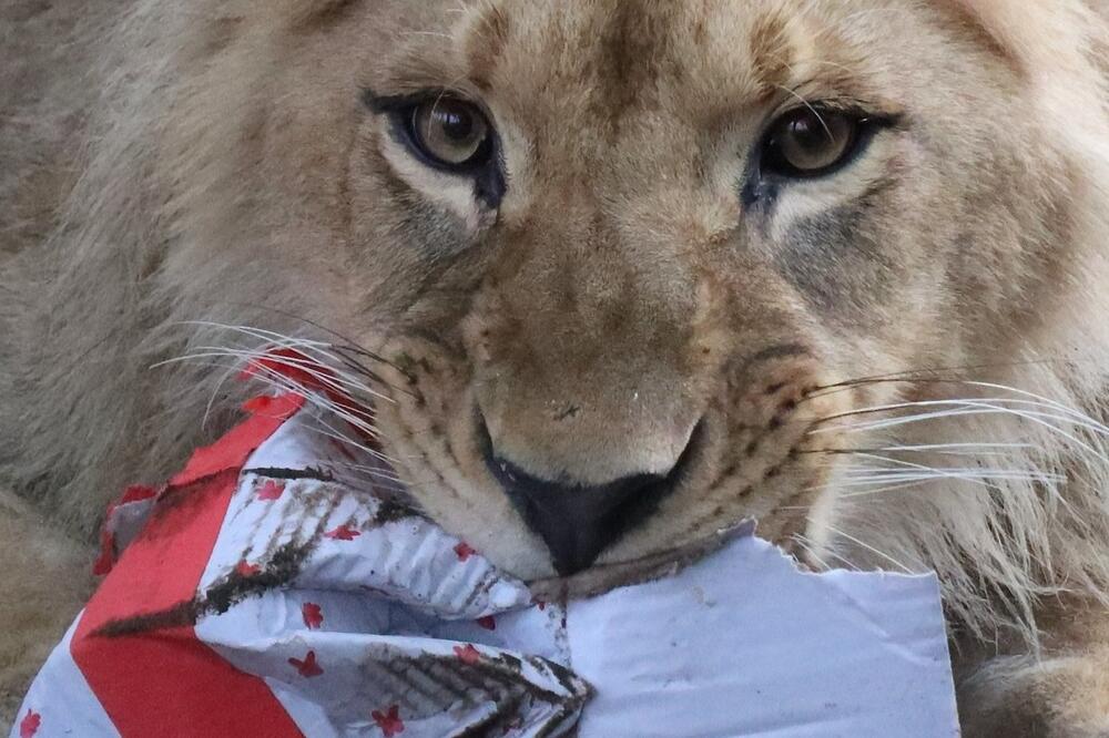 Lav Nikola, Foto: facebook.com/felidabigcatsanctuary