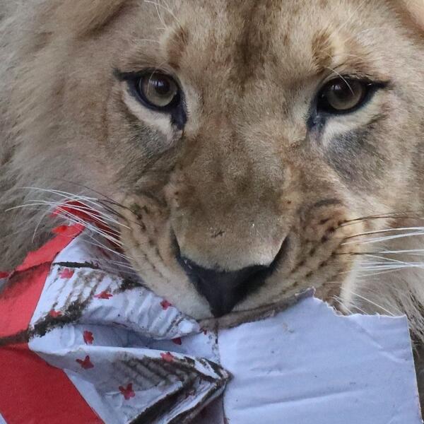 Lav Nikola u Holandiji uživa i u prazničnim poklonima