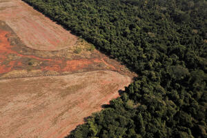 EU zabranjuje uvoz proizvoda koji doprinose krčenju šuma širom...