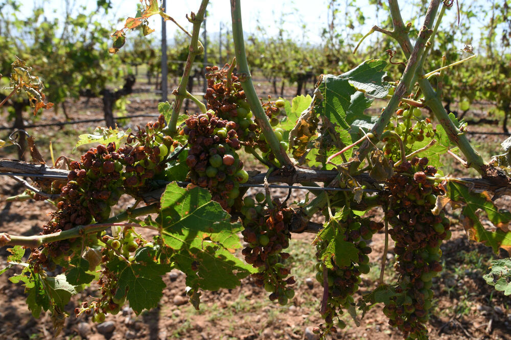 Kompanija još nije dobila obeštećenje: posljedice grada iz juna na “Plantažama”, Foto: BORIS PEJOVIC
