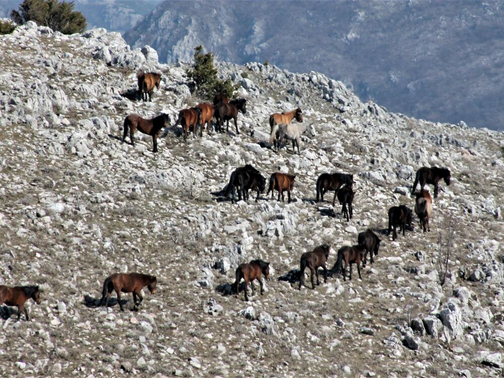 Lisinj, Foto: Jasna Gajević