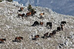 Upoznaj domovinu: Lisinj, planina divljih konja