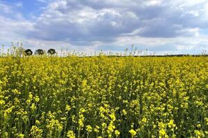 Dižon senf: Ne viđaju ga u Dižonu, ali ni u drugim djelovima...