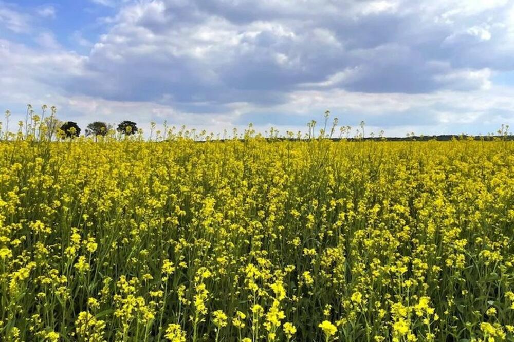 Foto: Reine de Dijon