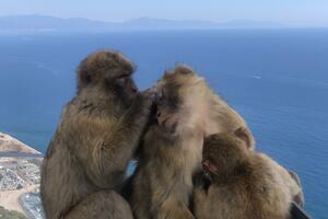Divlji majmuni na stijeni kao čuvari britanskog identiteta