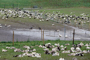 U Evropi najveća epidemija ptičijeg gripa