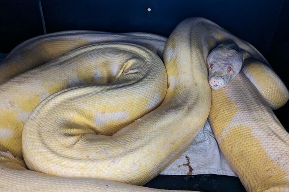 Foto: Austin Animal Center