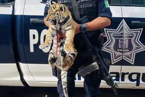 Meksička policija pronašla mladunče tigra u prtljažniku automobila