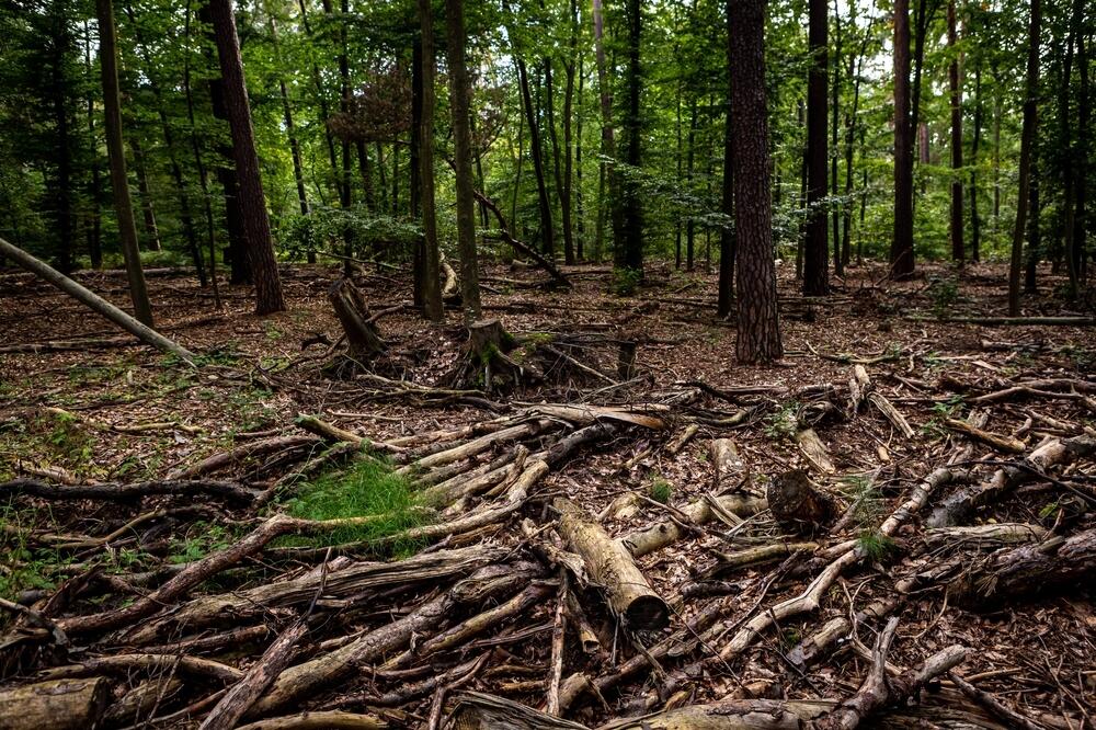 Bez koncesija za šume, proces drvoprerade bio bi neisplativ, Foto: Shutterstock