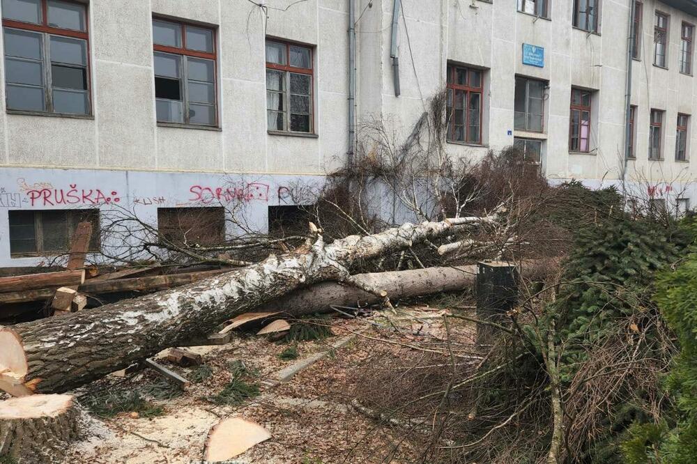 Osnovna škola "Dušan Korać" i posječena stabla ispred nje, Foto: NVO Euromost