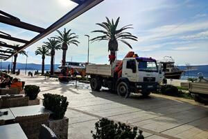 Tivat: Počela sadnja novih palmi na Pinima