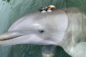 Delfini "viču" da bi nadjačali buku koju stvara čovjek