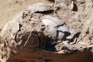 U Izraelu pronađena praistorijska nojeva jaja za kuvanje