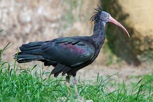 Kako je Džipsi, jedna od 300 rijetkih ptica ćelavog ibisa,...