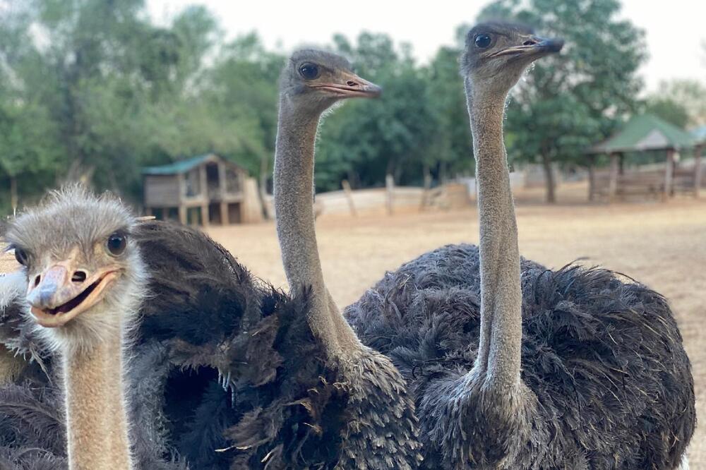 Uginuo i jedan noj: Sa imanja u Piperima, Foto: Facebook/Prihvatilište i oporavak životinja