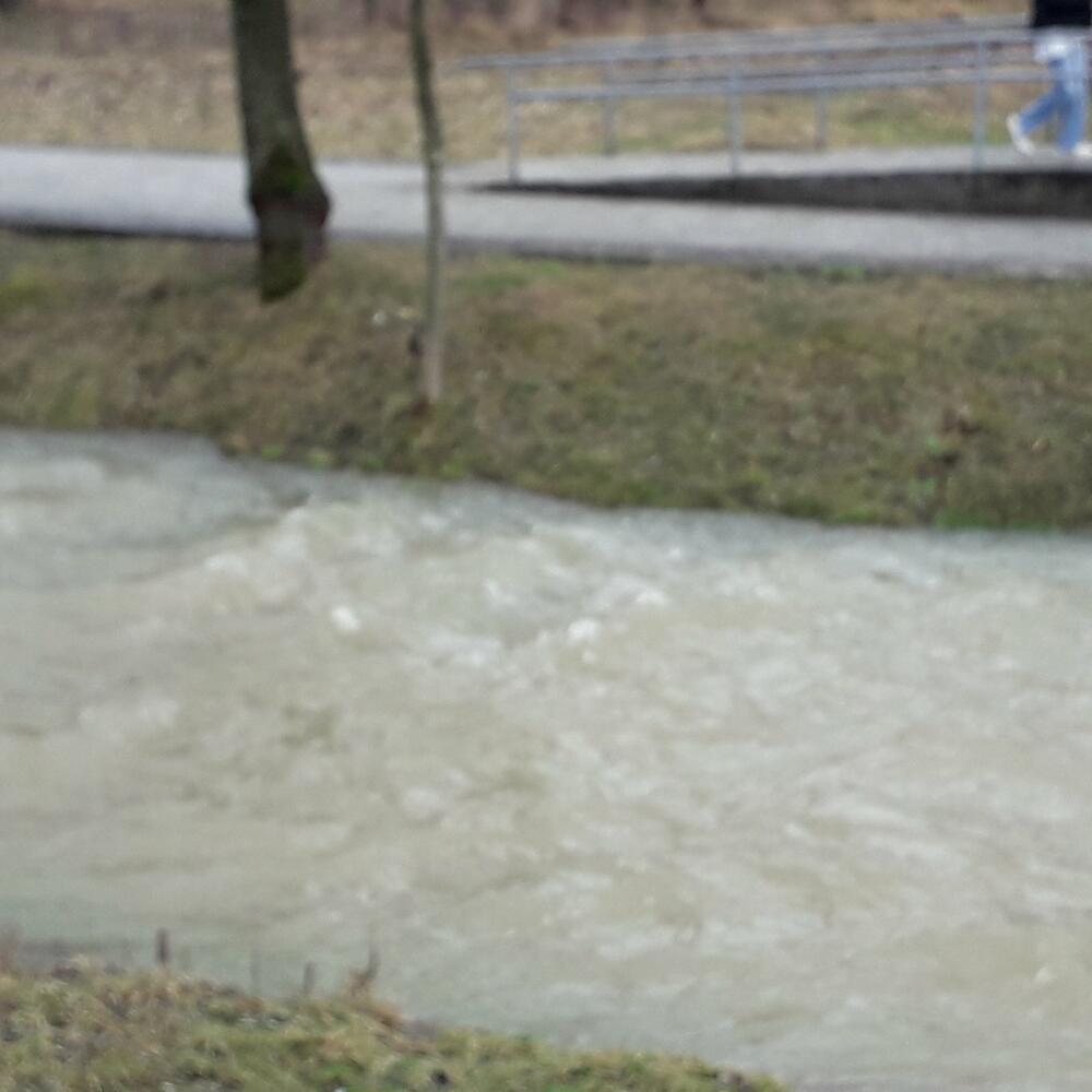 Breznica u blizini Milet bašte