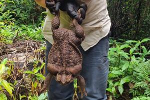 Pronađena Todzila, džinovska žaba, teška skoro tri kilograma