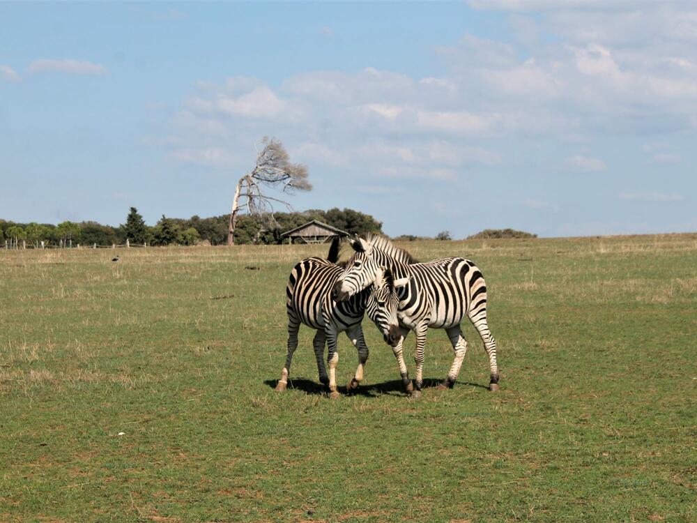 Foto: Jasna Gajević