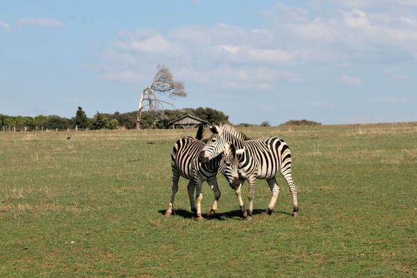 Nacionalni park Brioni: Mali raj za ljubitelje prirode