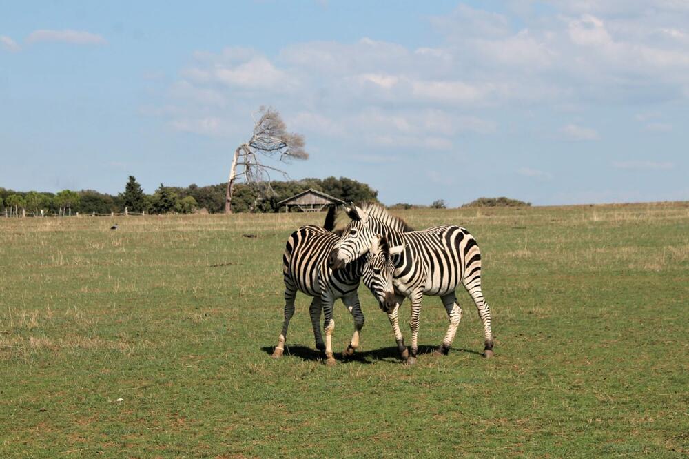 Foto: Jasna Gajević