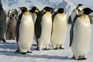 Carski pingvini: Nova kolonija pronađena zahvaljujući izmetu