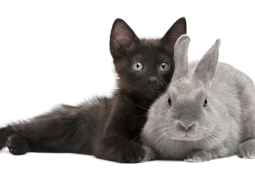 Ilustracija, Foto: Shutterstock