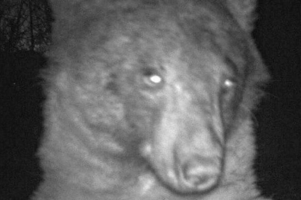 U Koloradu, crni medved je oko 400 puta uslikan na kameri za detektovanje pokreta, Foto: bouldercolorado.gov