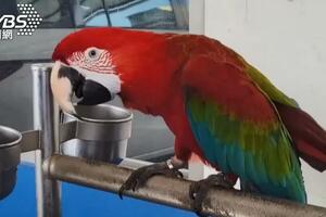 Tajvan: Vlasnik papagaja mora u zatvor jer je ljubimac povrijedio...