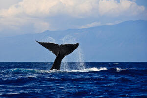 Kit na Havajima uginuo sa ribarskim mrežama i plastičnim kesama u...