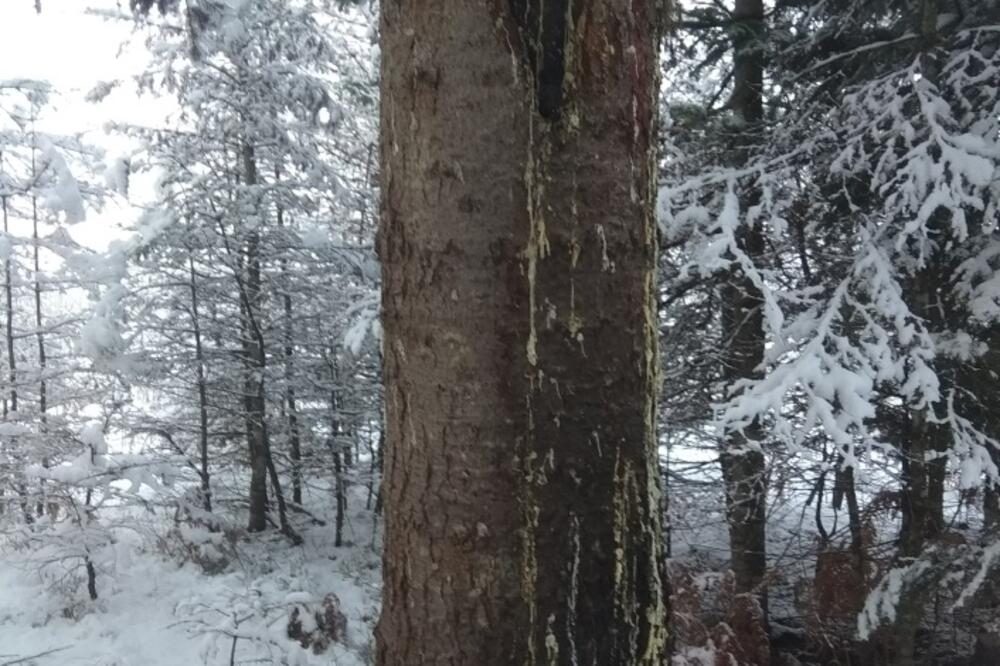 Stabla obilježena za sječu u Rožajama, Foto: Đurđa Radulović