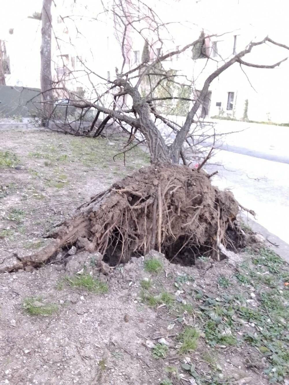 <p>Jaka bura, koja je na momente duvala i brzinom od preko 60 čvorova, pričinila je dosta problema i štete u Tivtu</p>