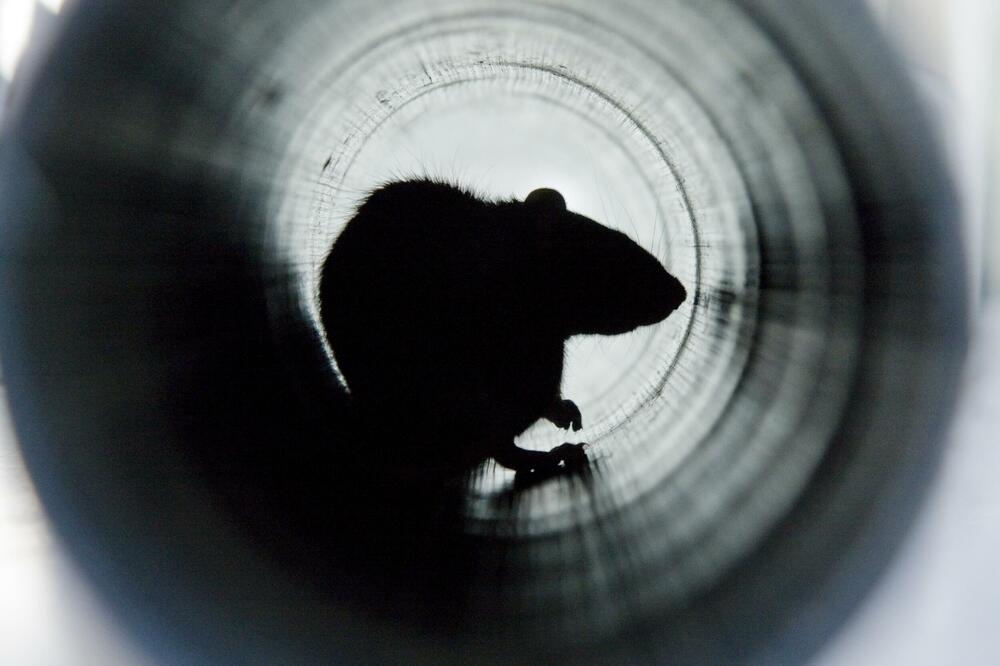 Ilustracija, Foto: Shutterstock