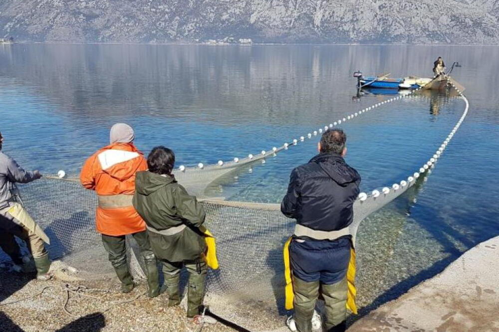 Izvlačenje tratke na jednoj od ribarskih posti u Boki, Foto: Siniša Luković