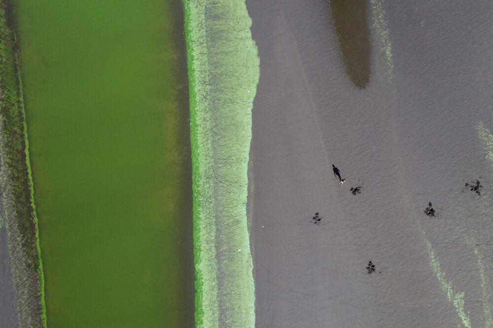 <p>Buenos Ajres je izdao upozorenje zbog cvjetanja plavo-zelenih algi cijanobakterija koje se desilo na južnoj obali rijeke Rio de la Plata i nekim jezerima.</p>  <p>Cijanobakterije se uobičajeni u vodi, ali mogu cvjetati zbog nedostatka vjetrova i kretanja vode. Ne proizvode sve cijanobakterije toksine, ali naučnici kažu da se otrovne sve češće javljaju jer klimatske promjene podižu globalne temperature.</p>  <p>Dolazak u kontakt s cijanobakterijama može uzrokovati osip na koži i opekotine, kao i ozbiljne probavne probleme ako se proguta s morskom vodom.</p>