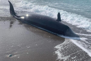Sedam uginulih kitova kod obala Kipra