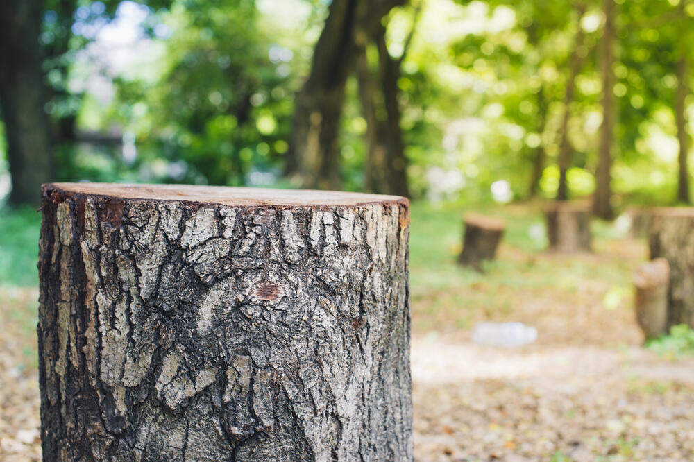 Koncesionari sijeku samo zdrava, a ostavljaju oboljela stabla (ilustracija), Foto: Shutterstock