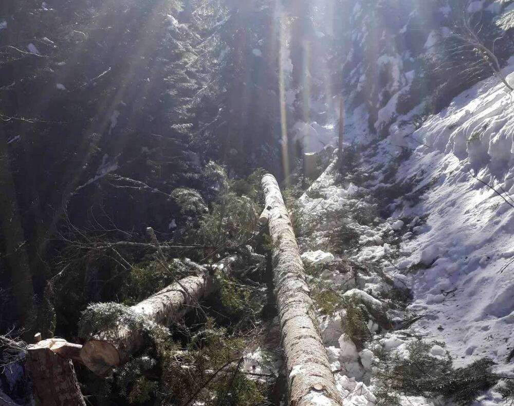 <p>"Utvrđeno da je posječeno ukupno 16 stabala bukve, jele i smrče, ukupne bruto drvne mase 8,22 metra kubna"</p>