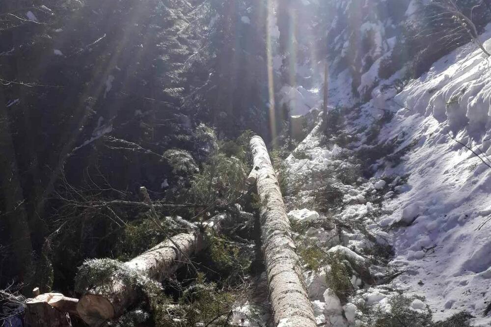 Posječena stabla u PJ Plav, Foto: Uprava za gazdovanje šumama i lovištima