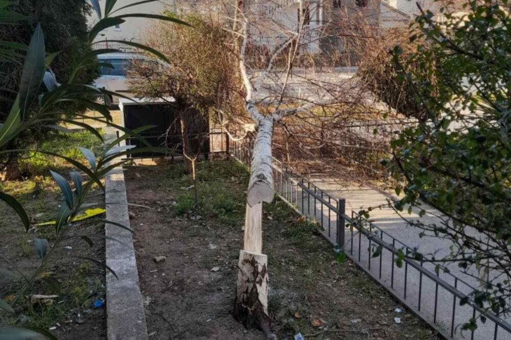 Zasađena prije 10 godina, Foto: Privatna arhiva