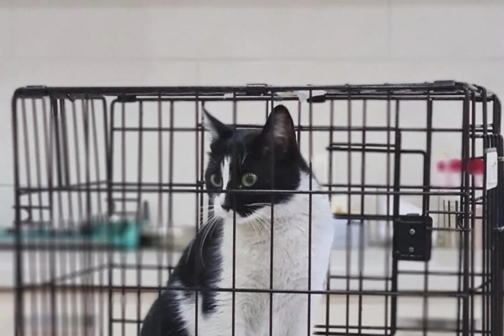 Mačka Monja, Foto: NVO sPas